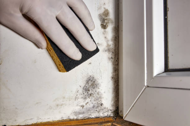 Best Mold Remediation for Healthcare Facilities  in Steep Falls, ME